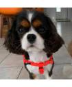 Harnesses