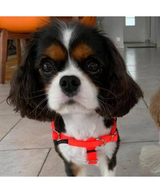 Harnesses