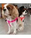 Harnesses