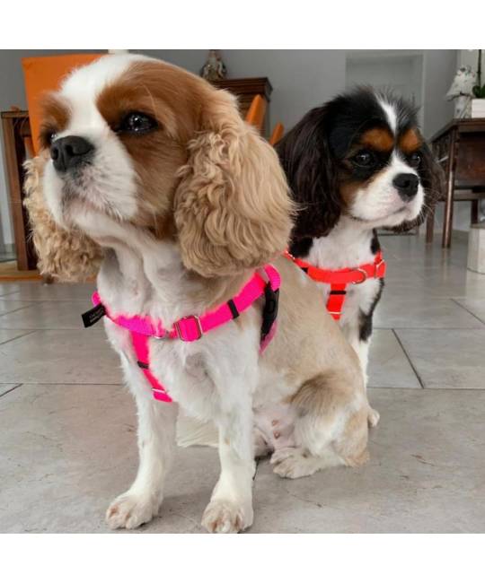 Harnesses