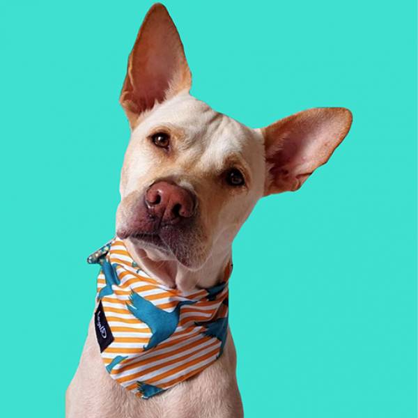 Bandanas