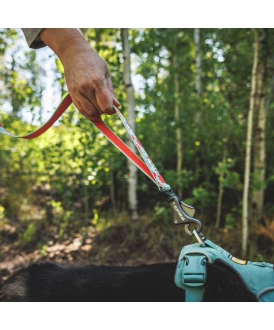 Leashes