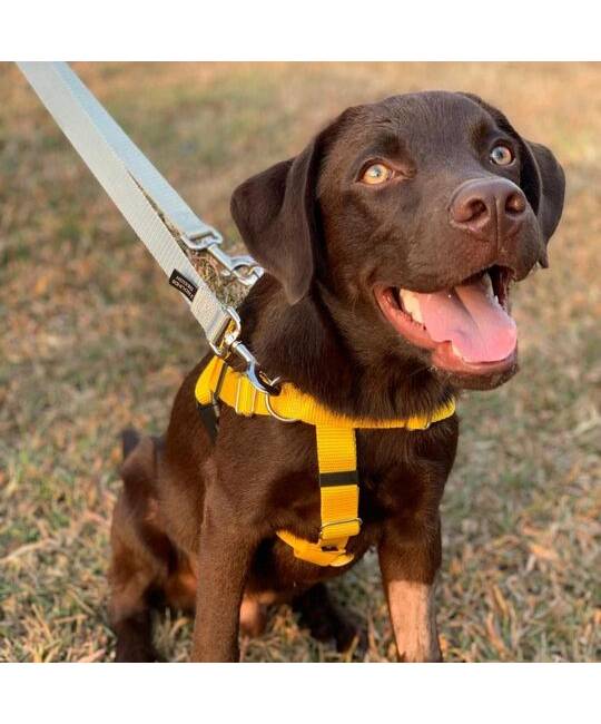 Harnesses