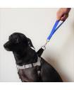 Leashes