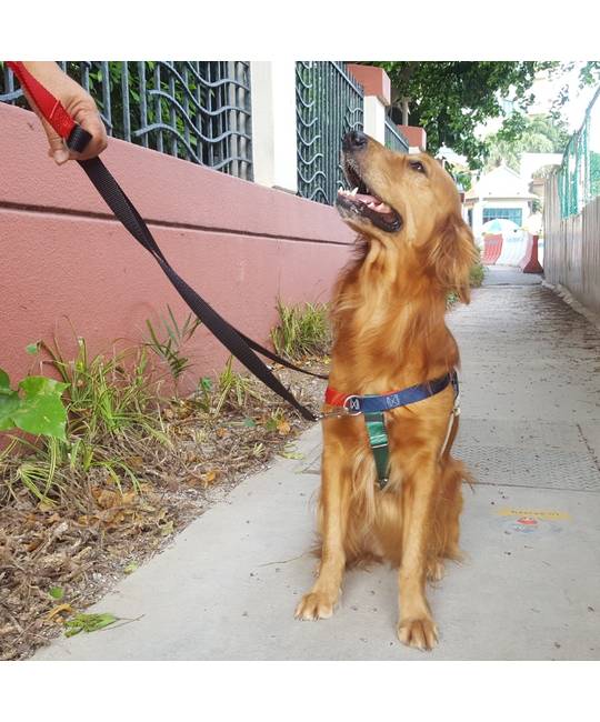 Harnesses