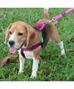Harnesses