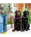 Leashes