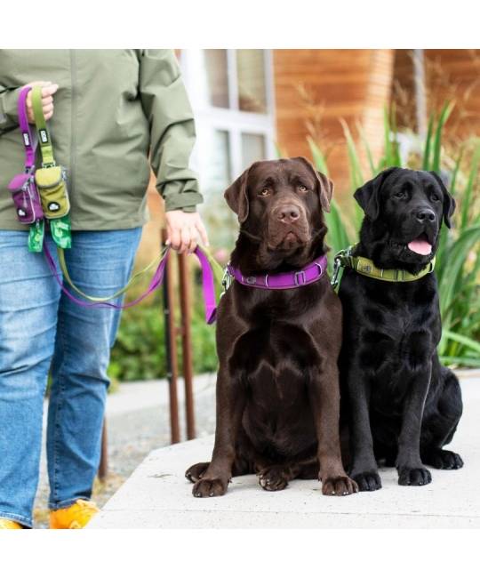 Leashes