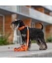 Leashes