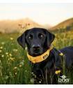 Collars