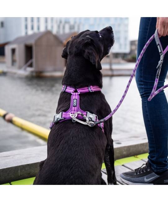 Leashes