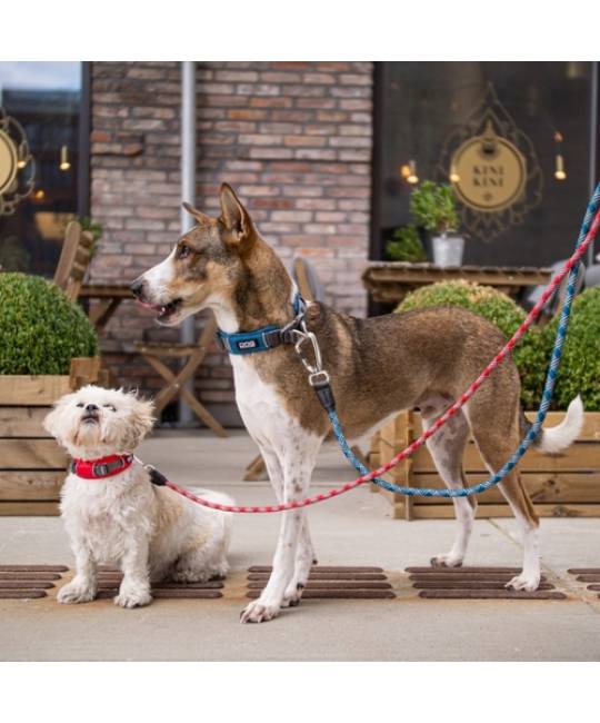 Leashes