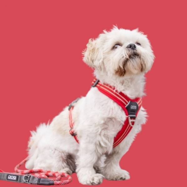 Harnesses