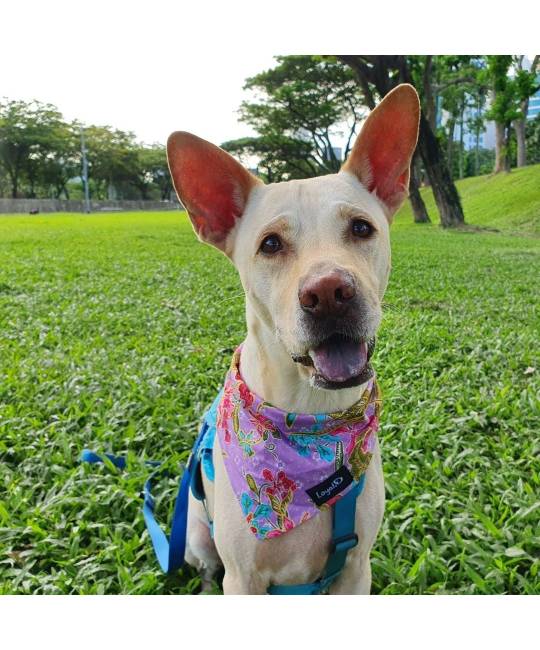 Bandanas