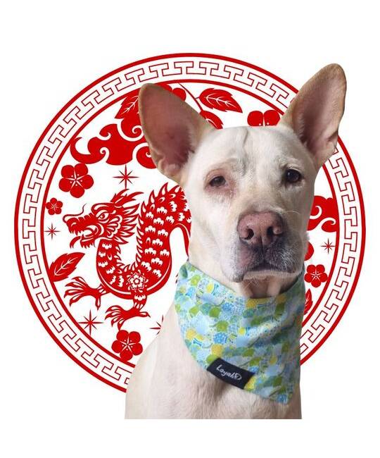 Bandanas