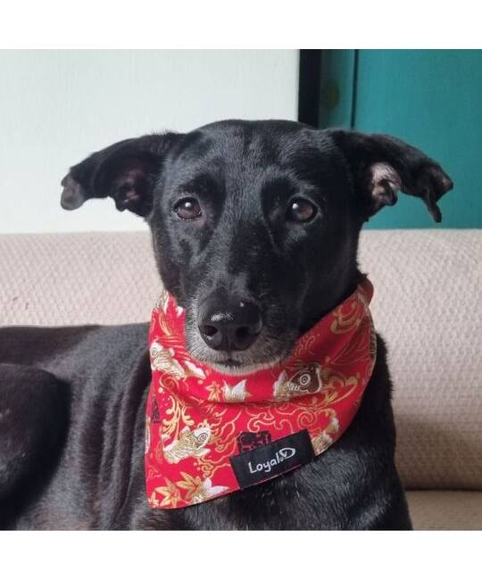 Bandanas
