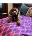 Beds & Blankies