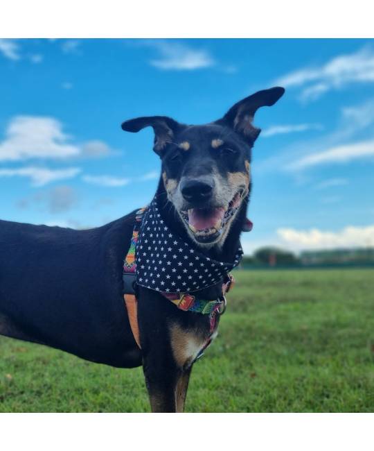 Bandanas