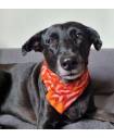 Bandanas