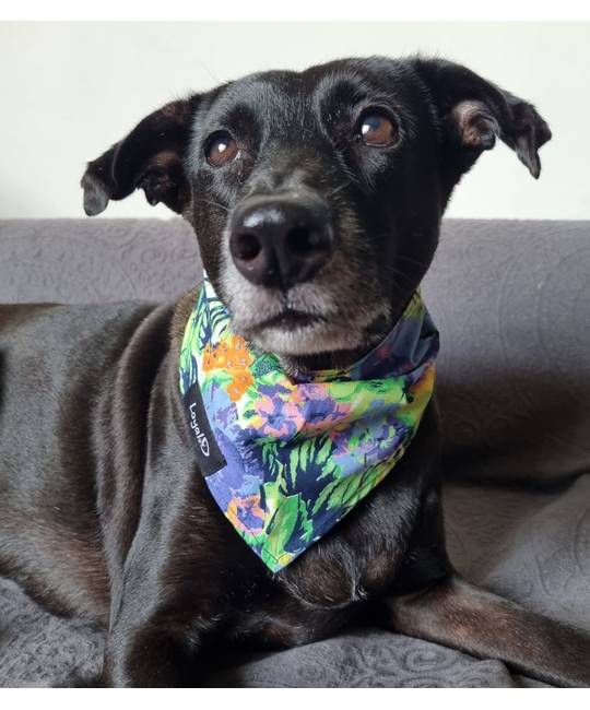 Bandanas
