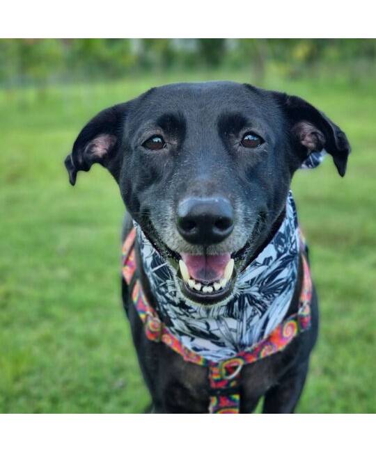 Bandanas