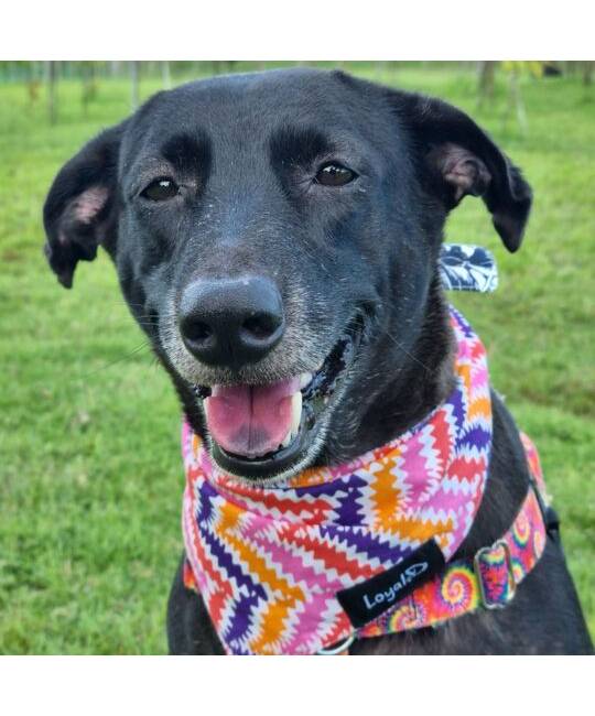 Bandanas