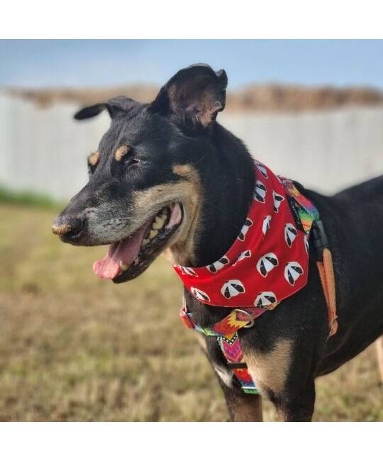 Bandanas