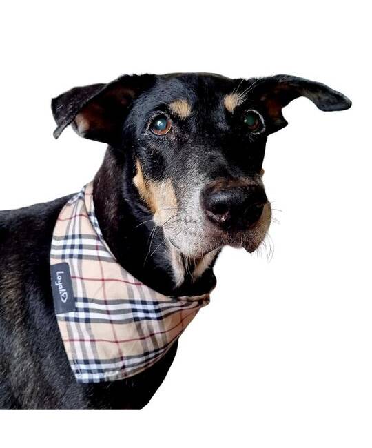 Bandanas