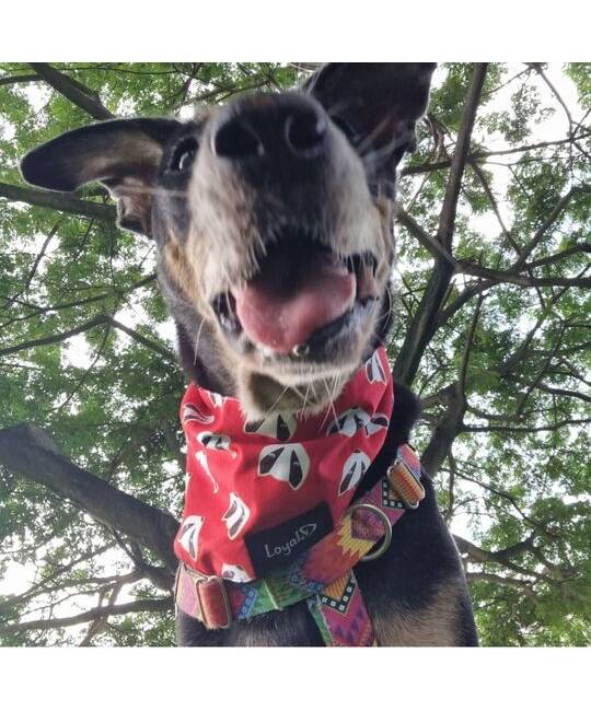 Bandanas