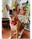Bandanas