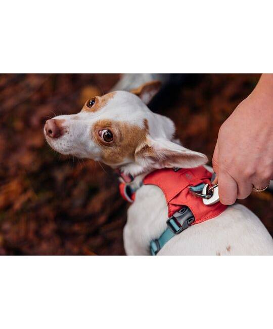 Harnesses