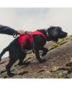 Harnesses