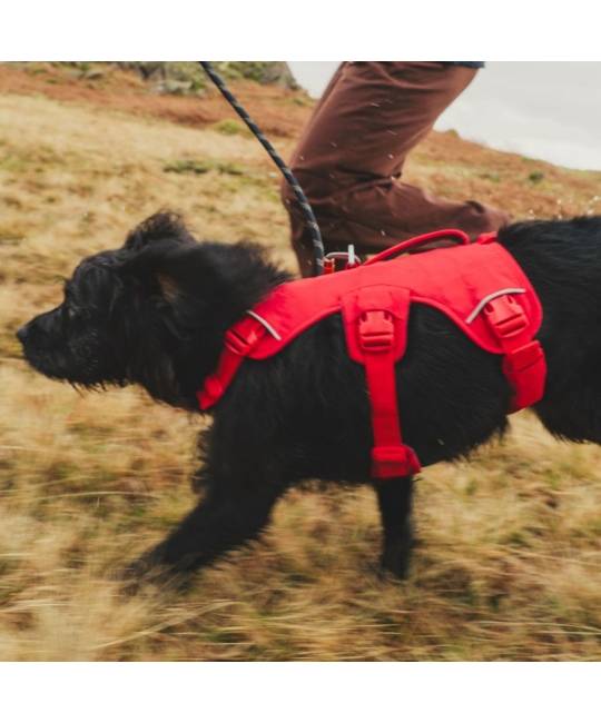 Harnesses