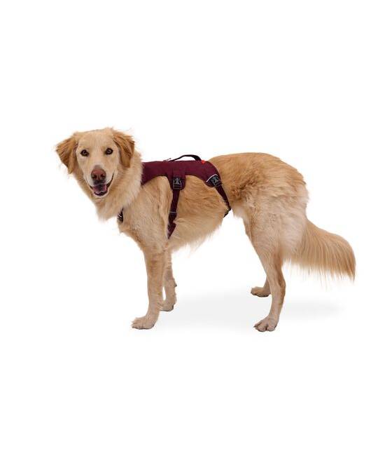 Harnesses