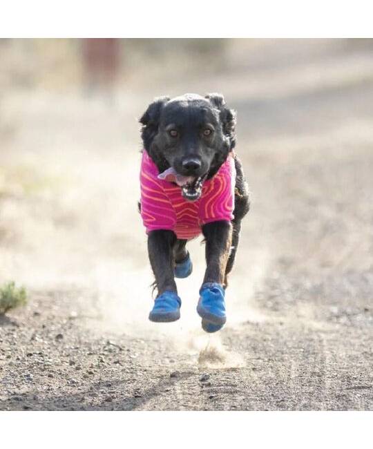 Life Jacket & Dog Apparel