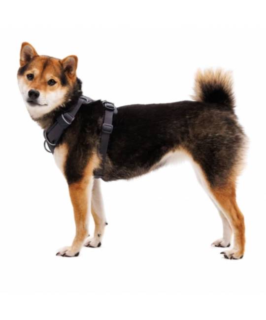 Harnesses