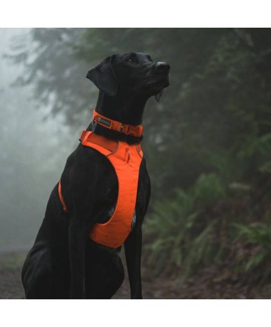 Harnesses