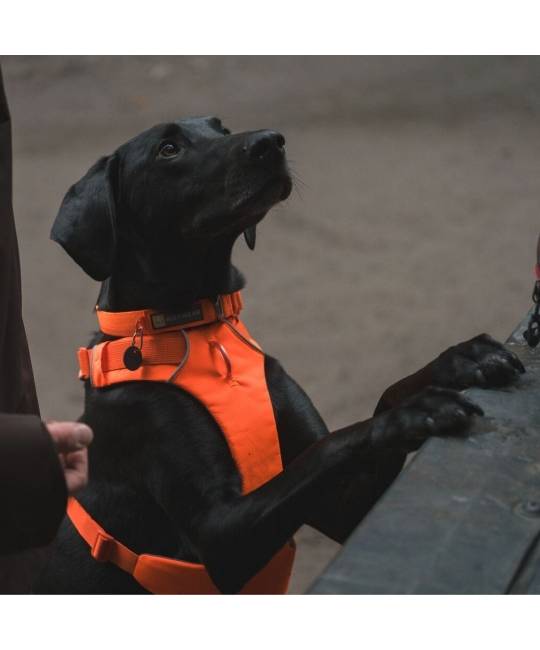 Harnesses