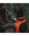 Harnesses