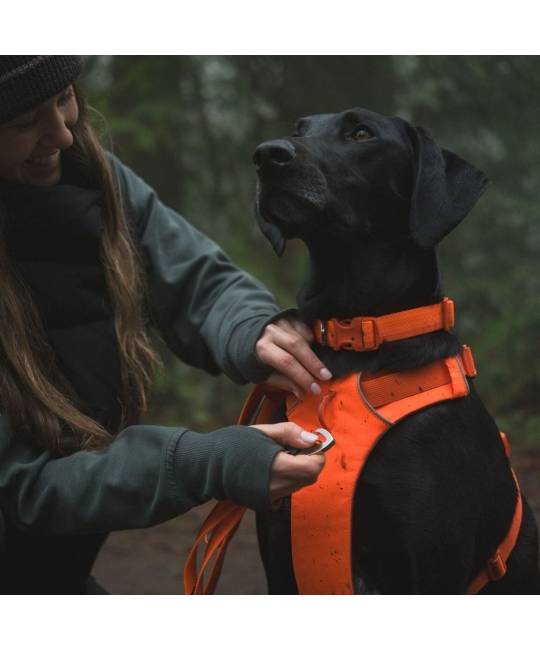 Harnesses