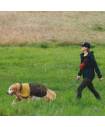 Life Jacket & Dog Apparel